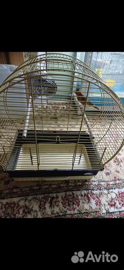 Гибрид щегол и канарейка