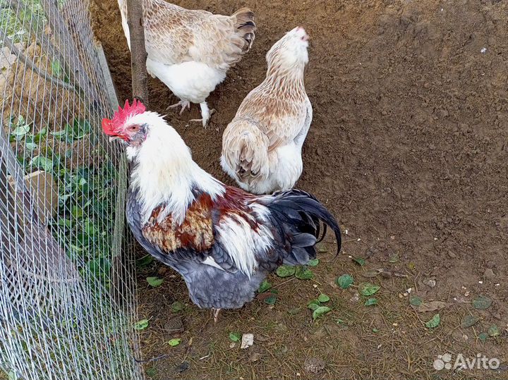 Яйцо куриное инкубационное