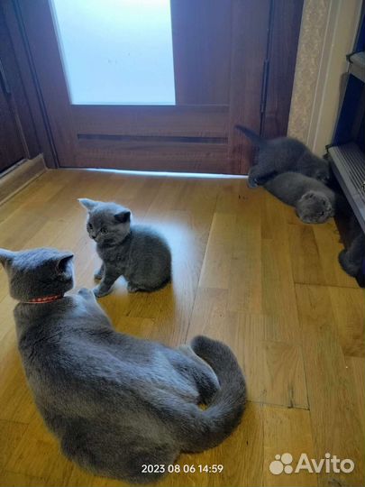 Шотландские вислоухие котята