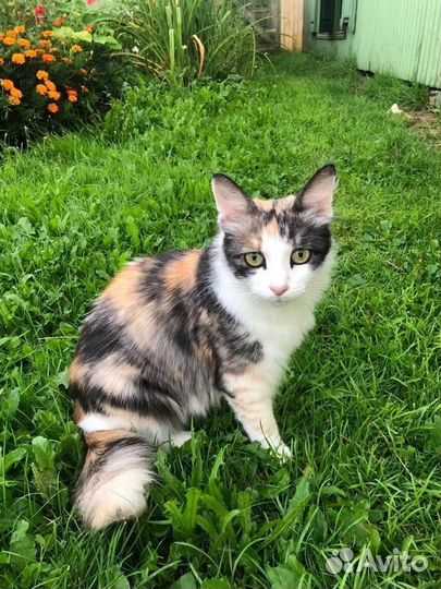 Без кота и жизнь не та