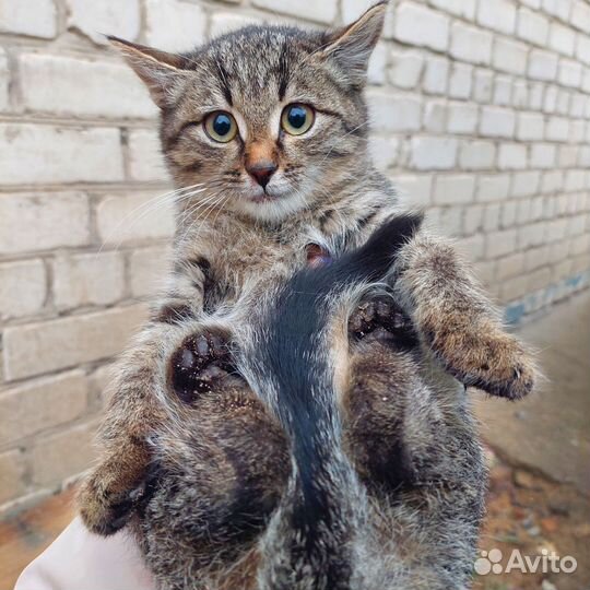 Котенок бесплатно