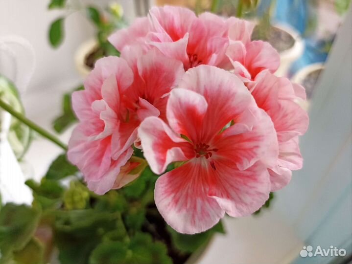 Пеларгония герань сортовая