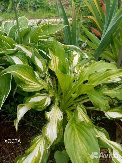 Неприхотливые многолетники