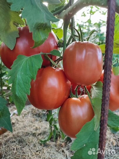 Семена коллекционных сортов томатов