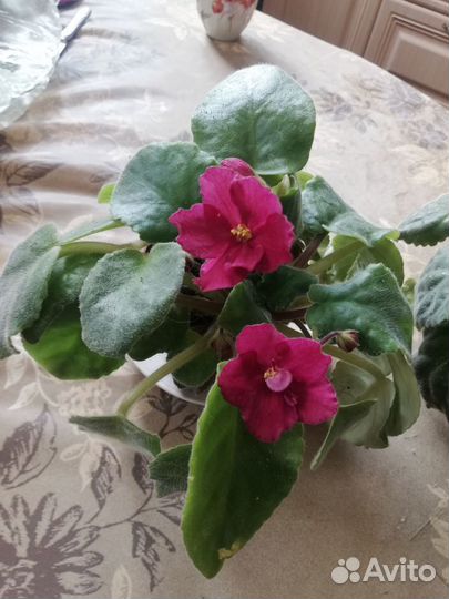 Комнатные цветы