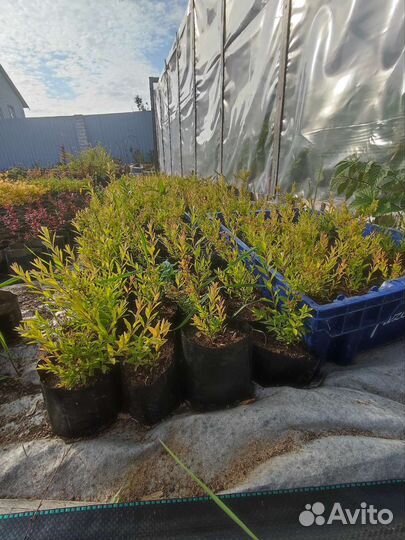 Спирея грефшейм саженцы