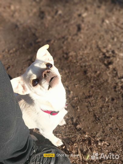 Кинолог с выездом: дрессировка, воспитание собак