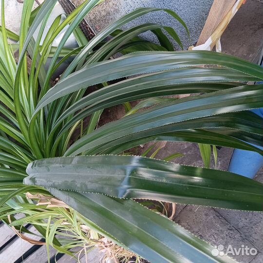 Драцена или пальма Панданус