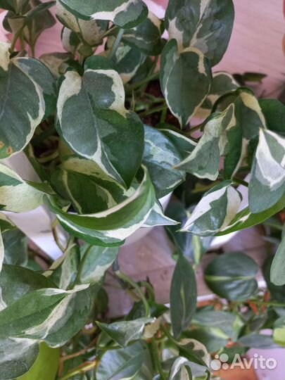 Сциндапсусы на срез