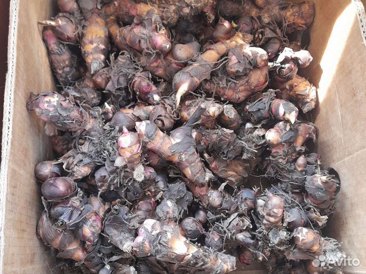 Продам клубни канн