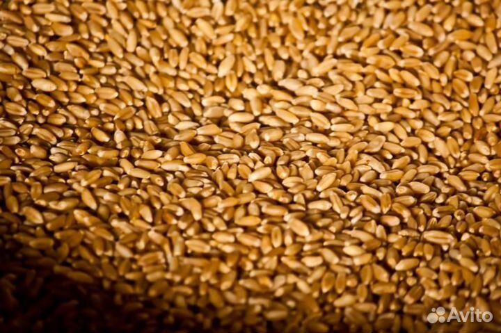 Зерно пшеница 3 класс