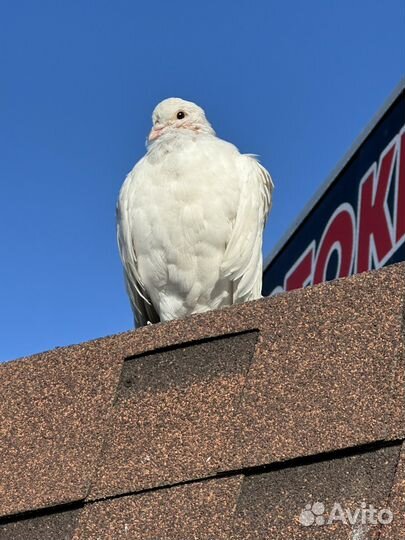 Голубь