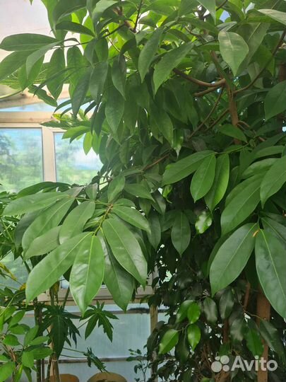 Папайя тамаринд сахарное яблоко лайм бамбук