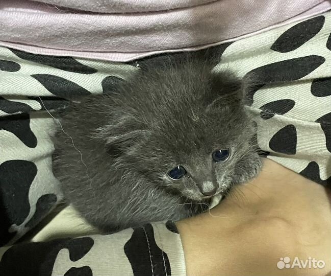 Котята в добрые руки даром