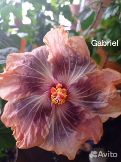 Флоридские сортовые гибискусы