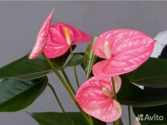 Комнатные растения