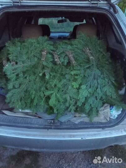 Веники пихтовые