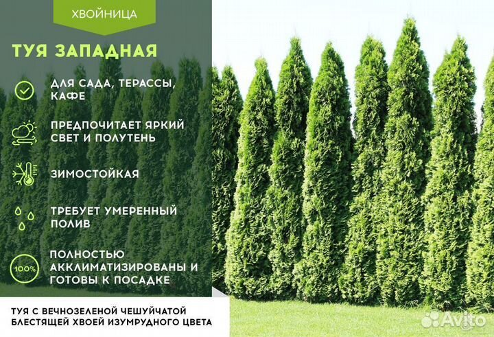 Туи в ассортименте: Колумна, Брабант, Смарагд