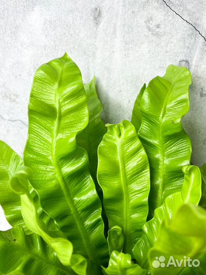 Асплениум диаметр 12 см