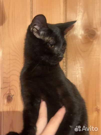 Котёнок мальчик 3,5 мес