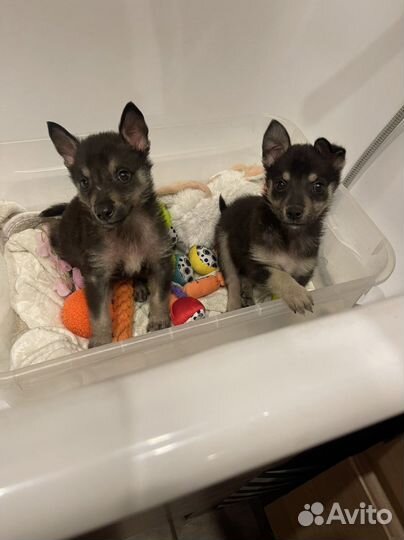 Отдам бесплатно щенки