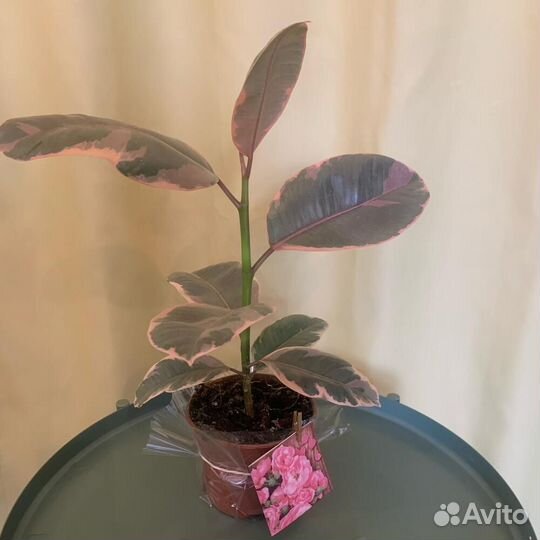 Комнатное растение Фикус