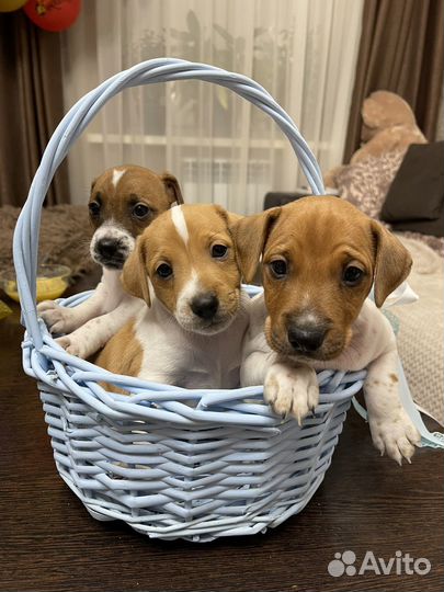 Джек Рассел терьер