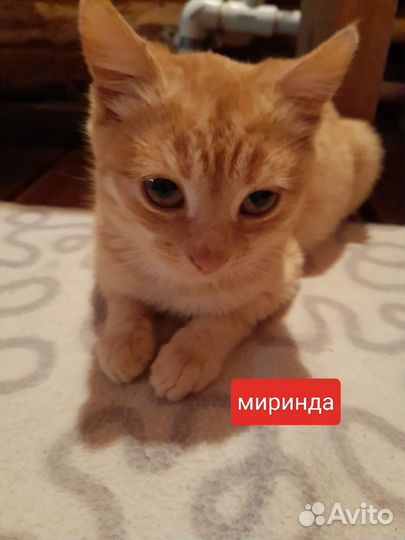 Красотки персиковые девченки котята в добрые руки