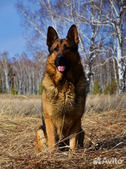 Немец для вязки