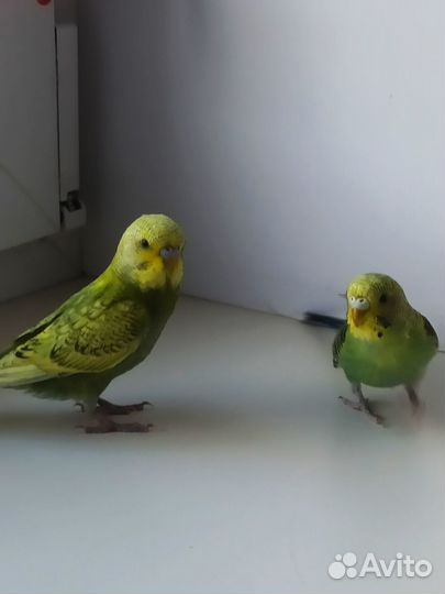 Птенцы волнистых попугайчиков