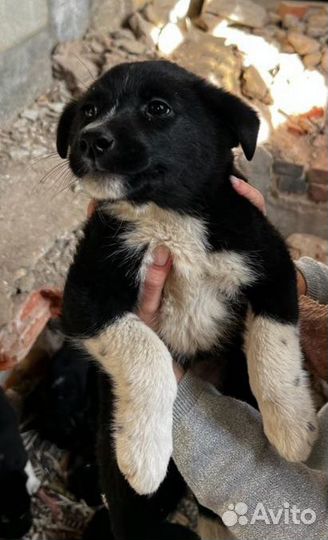 Собака в добрые руки