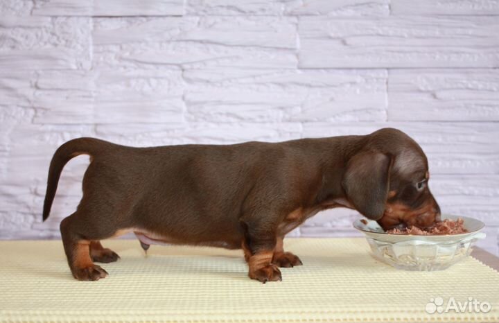 Такса миниатюрная