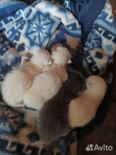 Вислоухие котята