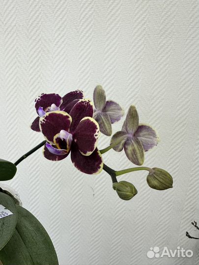 Орхидея Phal. Lioulin Amber OX Red Lion