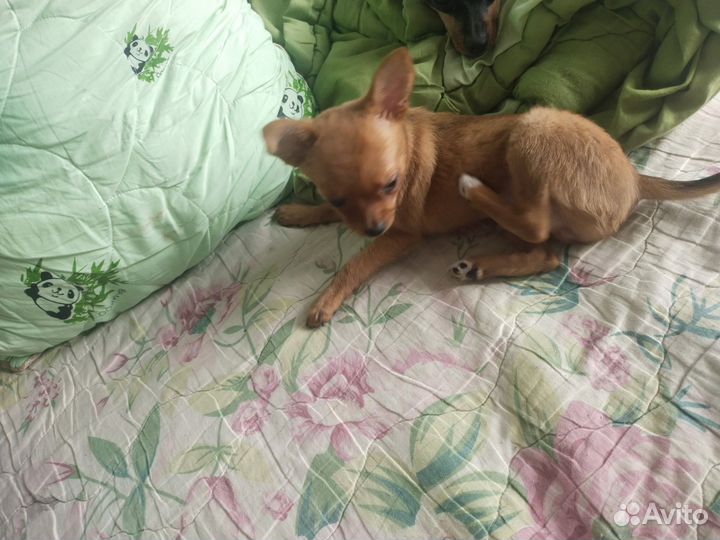 Очаровашка