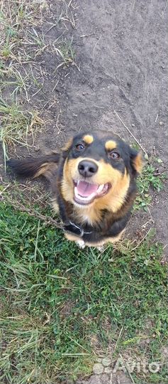 Отдам щенят