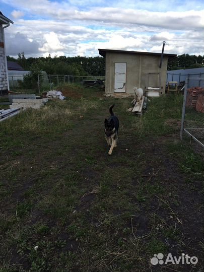 Восточноевропейская овчарка вязка