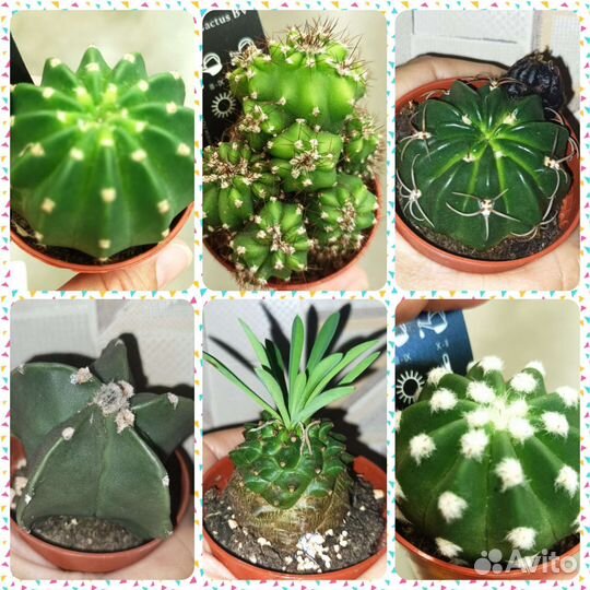 Кактусы, хавортия, алоэ, гастерия