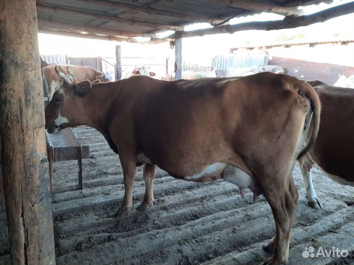 Продам коров