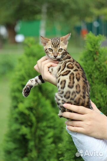 Мальчики и девочки