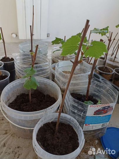 Виноград Изабелла