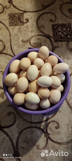 Домашние куриные яйца