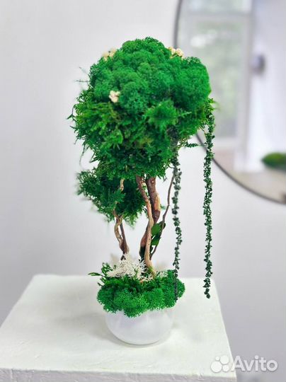 Дерево со стабилизированным мхом