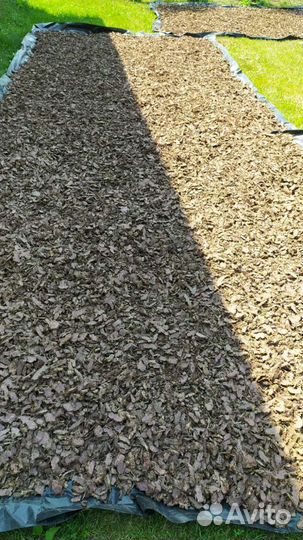 Корень Радиолы розовой