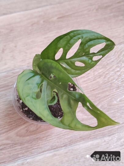 Монстера Манки