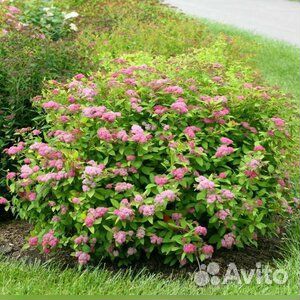 Декоративные кустарники