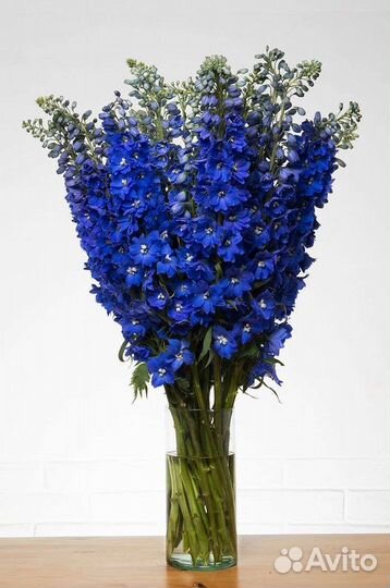 Дельфиниум многолетний