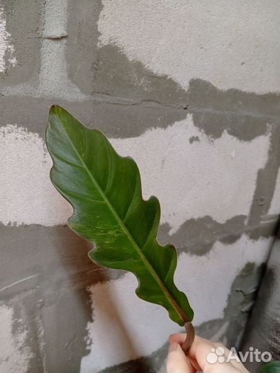 Филодендрон карамель марбл