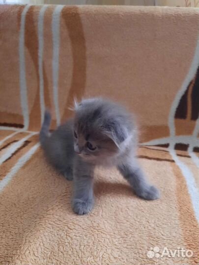 Кошка в дар бесплатно