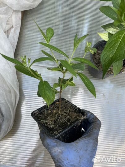 Вейгела саженцы